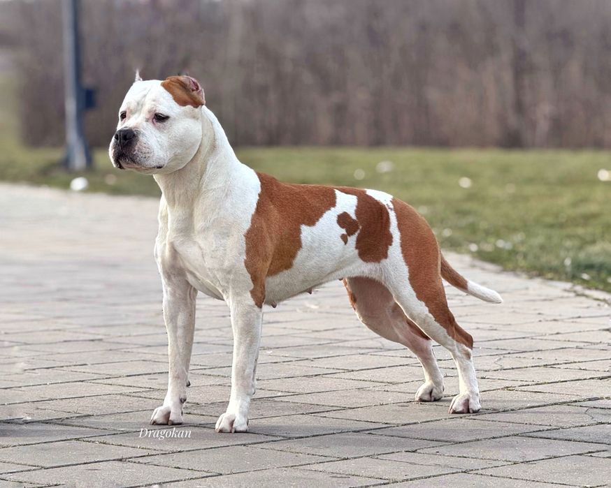 Amstaff cu pedigree