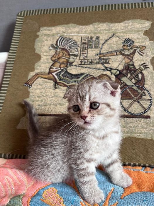 Продаются чистокровные Котята скотиш фолд