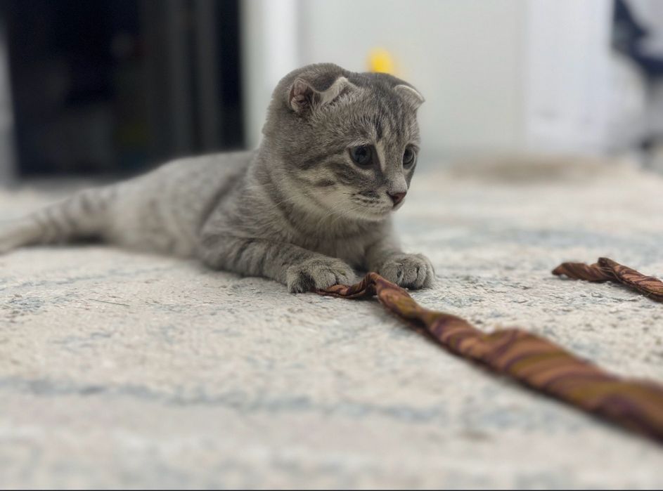 Котята 5 месяца шотландка