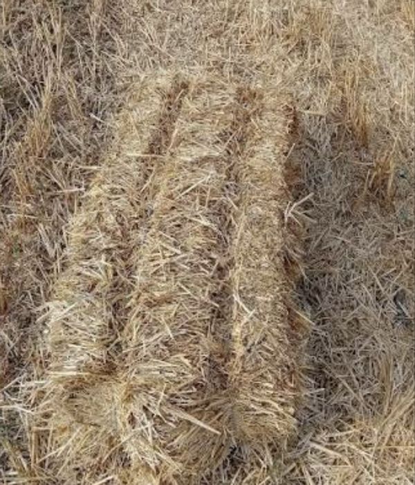 Vând baloți de paie pătrați.