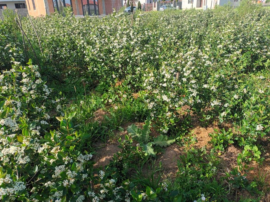 Butasi de aronia, afin canadian, mur, anul 3.