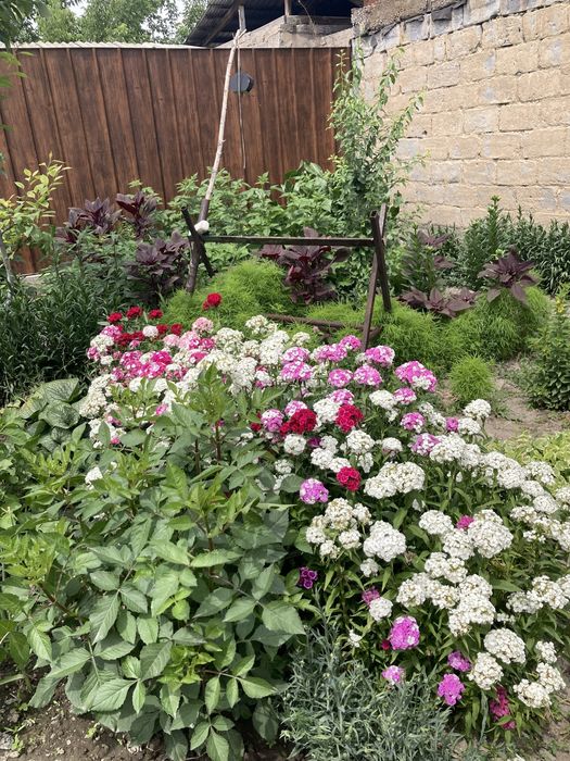 Продам рассаду цветов с сада