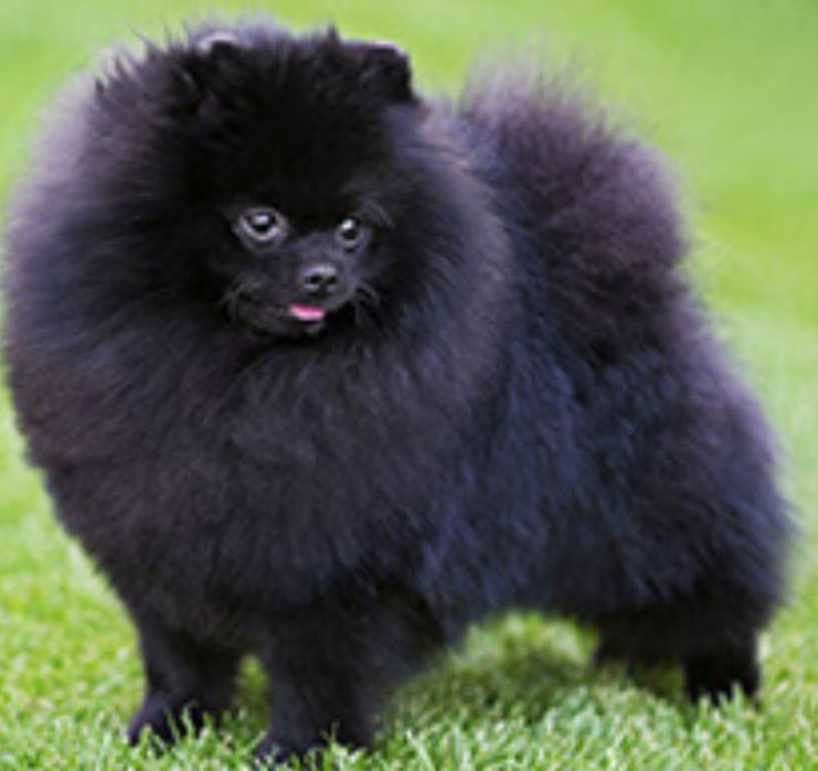 Померанский шпиц шикарный