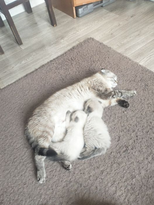 Котята ,кошки, веслоухие