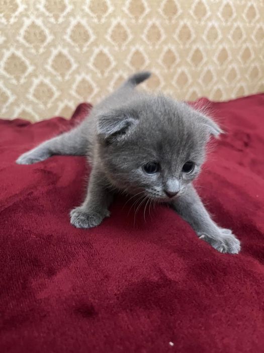 Вислоухие котята
