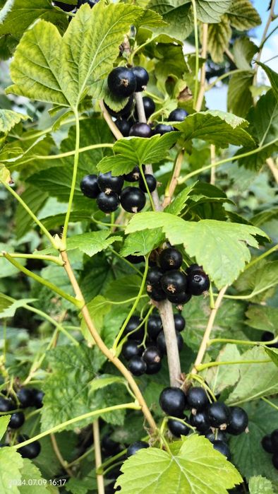 Кусты черной смородины