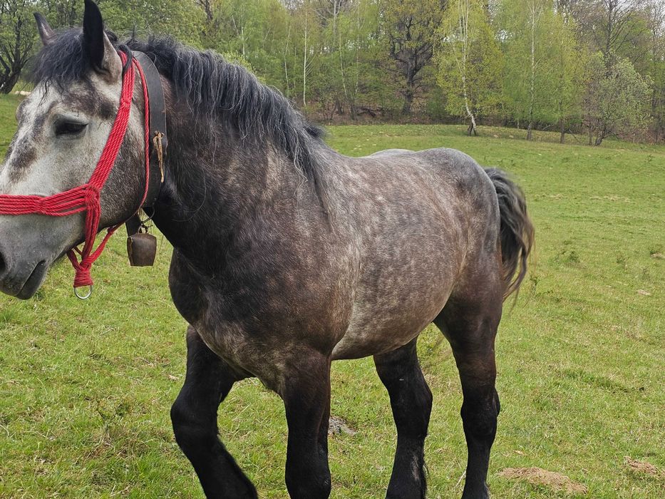 Vand manz de 2/3 ani