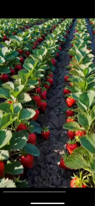 Клубника кучатлари