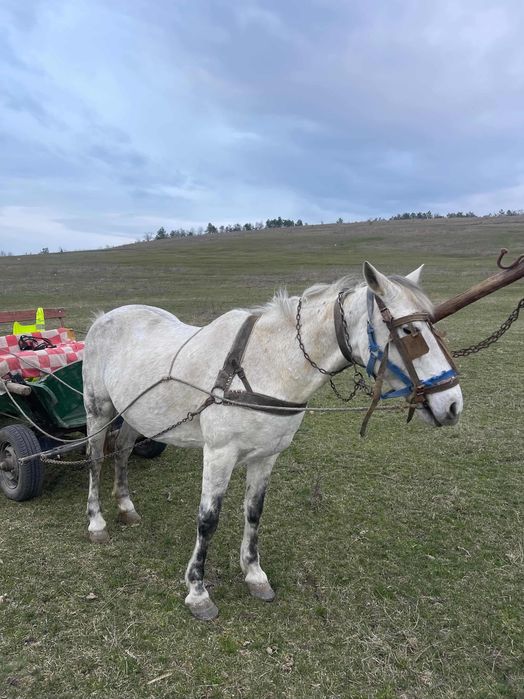 Vând căruța și cal