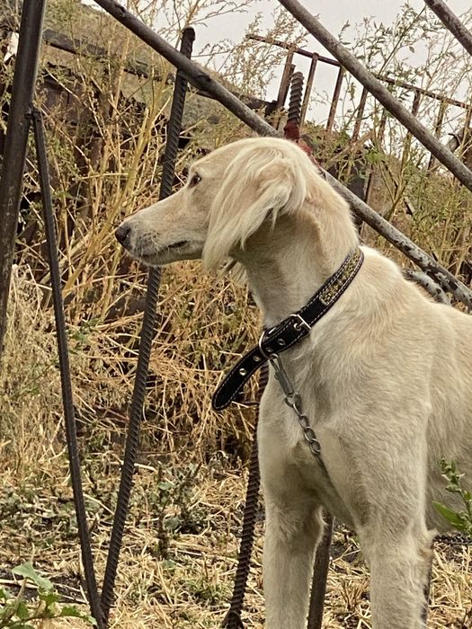 Өскемен тазы,2,5 жасар