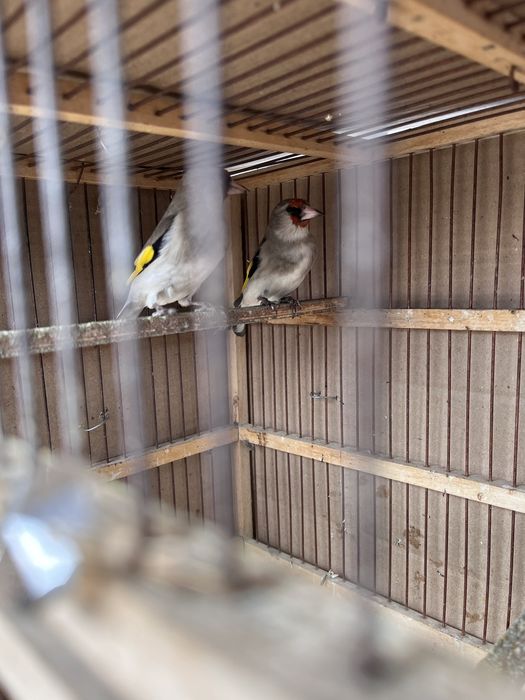 Продам щеглов крупные