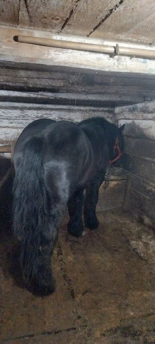 Armăsar negru pentru montă !!