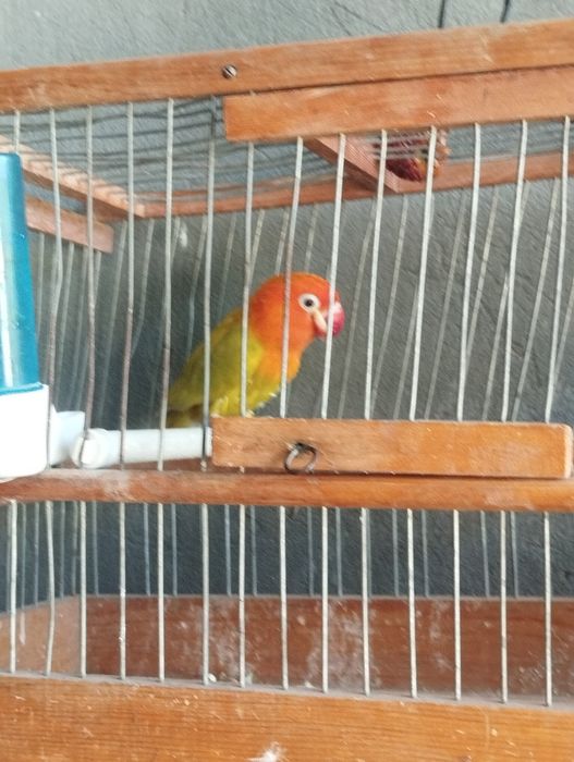 Toti ohirgi zotlaridan