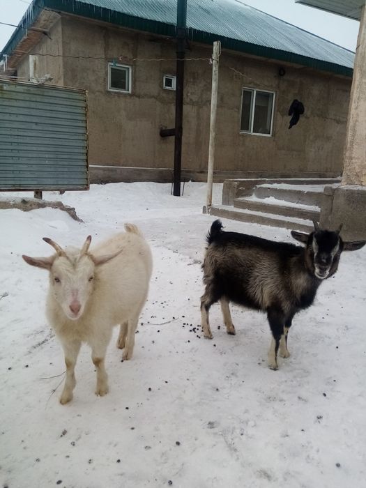 Лақтар бар сатылымда