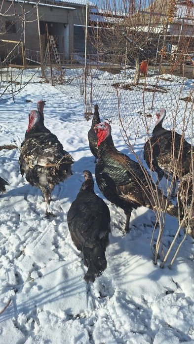 Продаю индюков самец