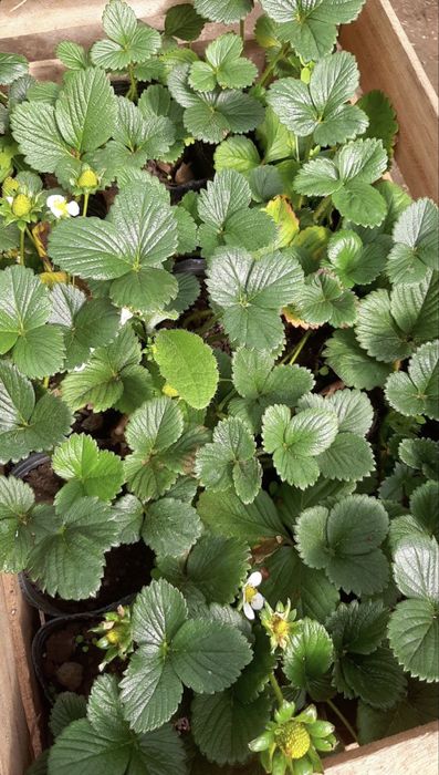 Разсад ягоди сорт Дели