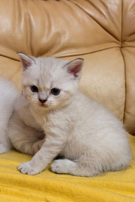 Котята мальчики и девочки, 1.5 мес  цена 20тыс