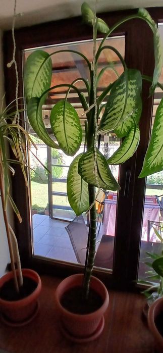 Plante ornamentale - Dieffenbachia & Dracaena
