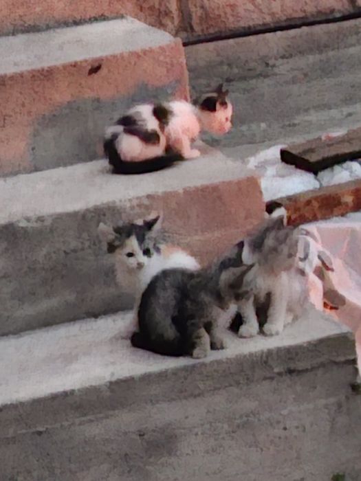 Отдам даром котят-крысоловы.