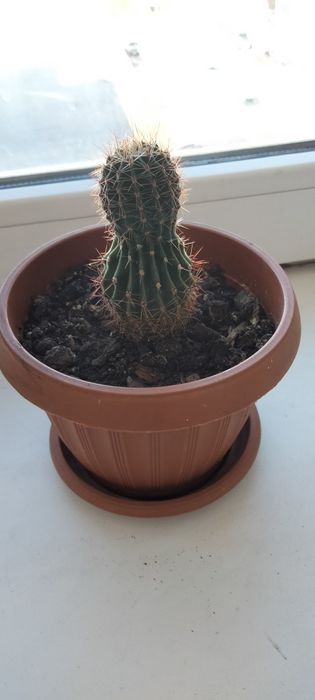 Обмен комнатными цветочками