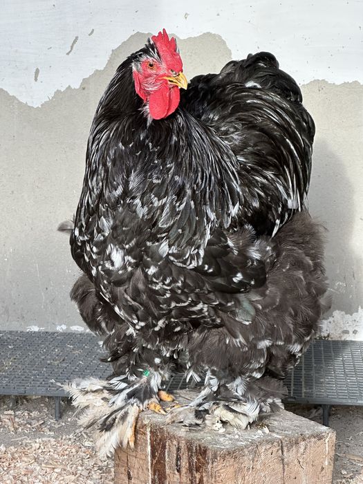 Cocosi cochinchina bobat / albastru