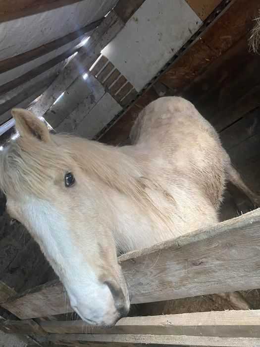 Продам лошадь откорм