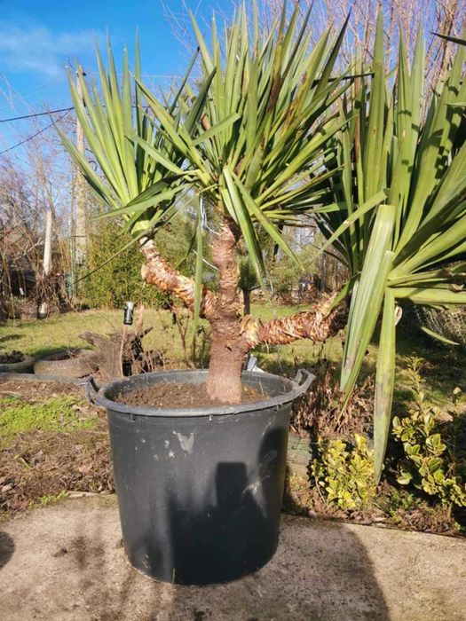 Палма юка външна студоустойчива