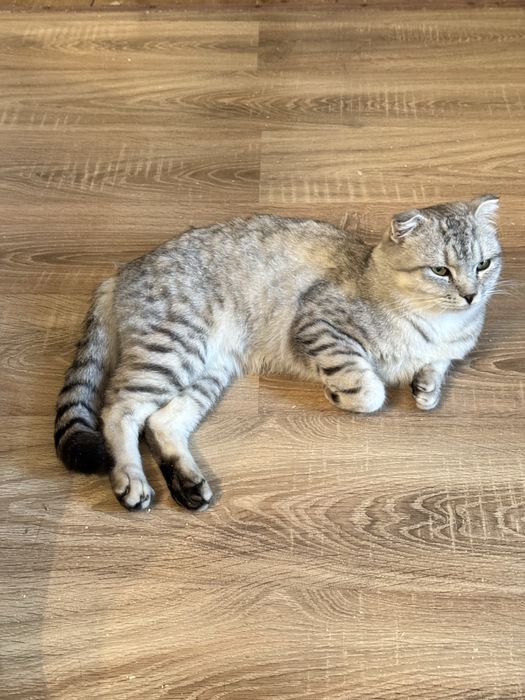 Кот кастрированный