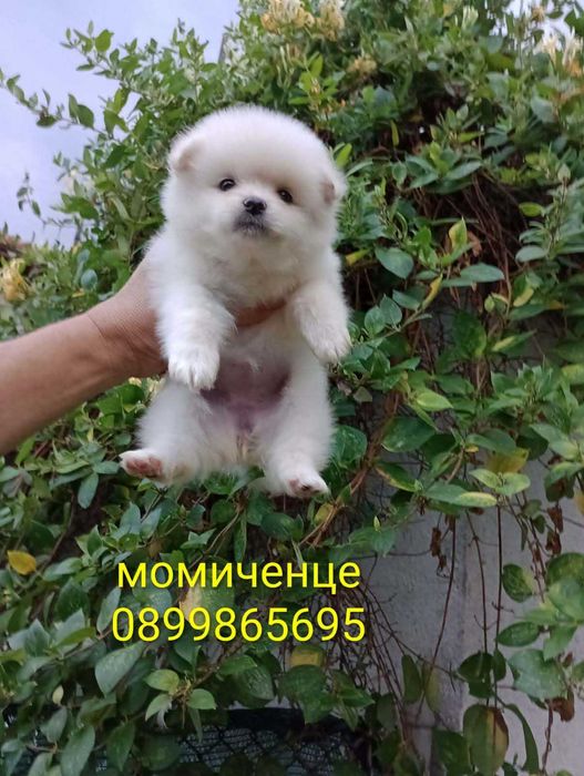 Померанчета.  Мъжки и женски