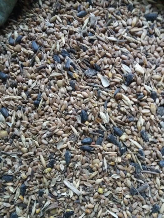 Продам  зерноотходы отруби зерносмесь  пшеница