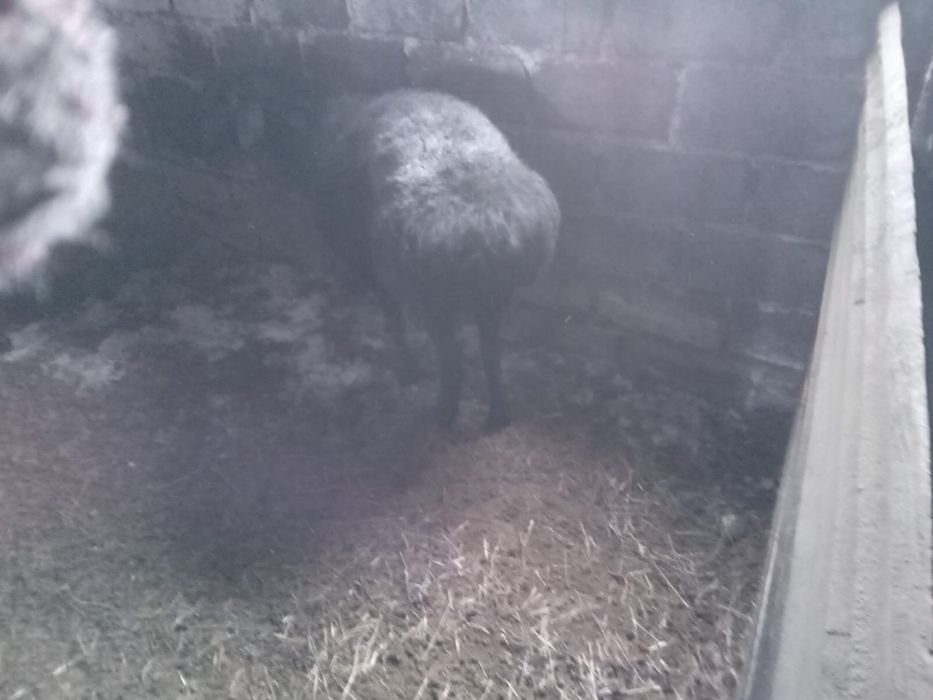 Продам барана - кошкар