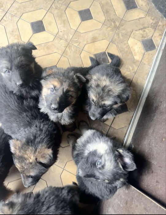 продаются щенки немецкой овчарки