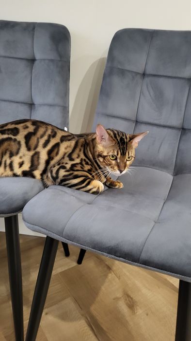 Продам кота Бенгал
