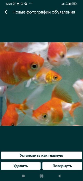 Корм для рыб в Афалине.Аль Фараби,Навои