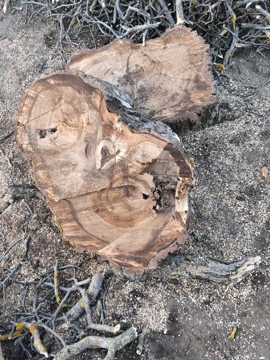 Vând trunchi nuc... aștept oferte