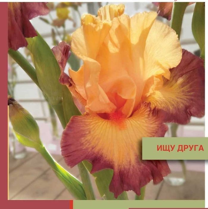 Клубни сортовых ирисов.