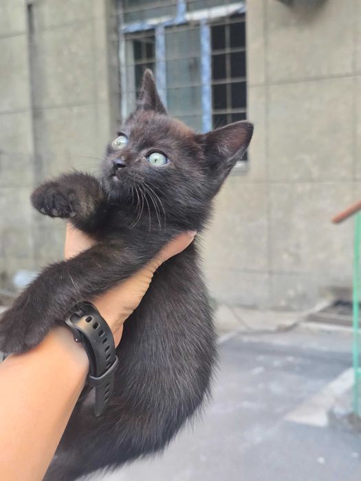 Котята и мама кошечка
