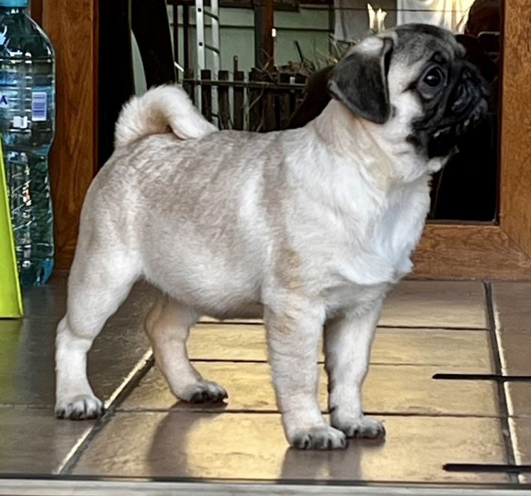 Pui pug cu pedigree FCI
