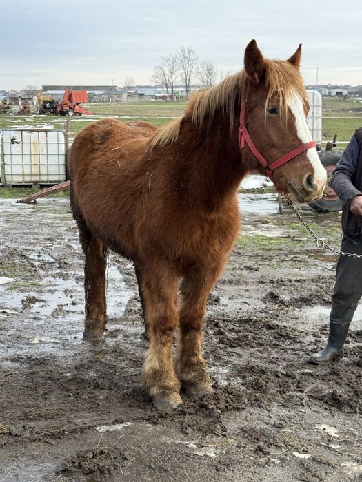 Vand manza de doi ani