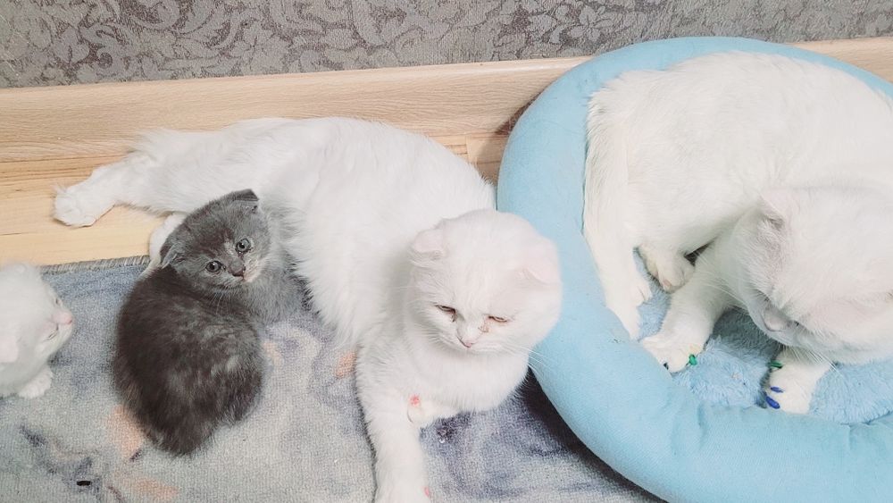 Котята шотландские вислоухие