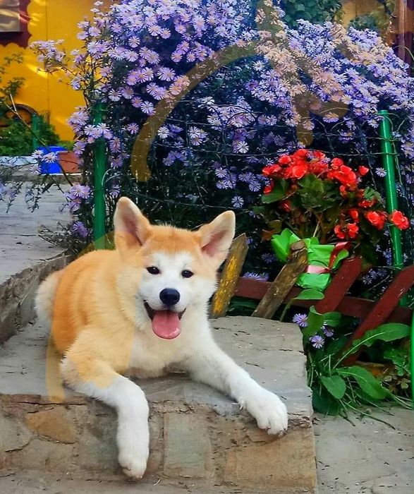 Akita Inu puiuț superb cu Pedigree