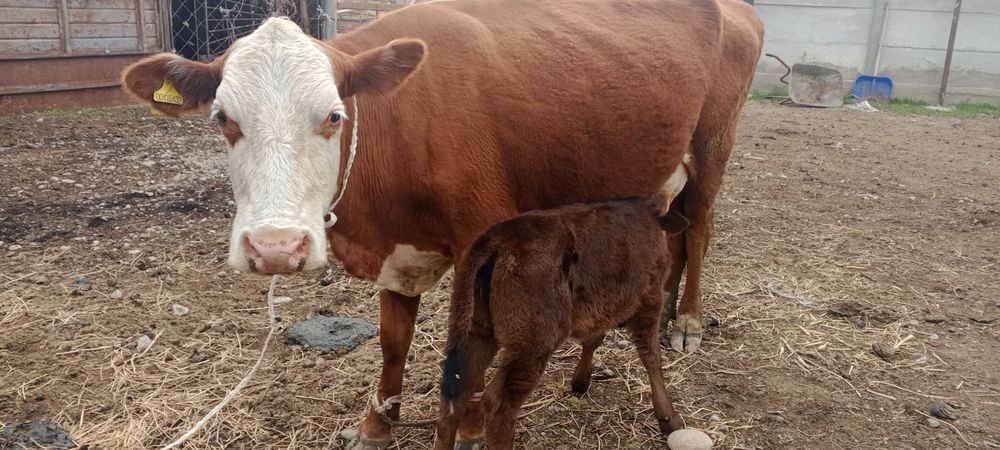 Ақ бас пародалы сиыр бұзауымен сатылады