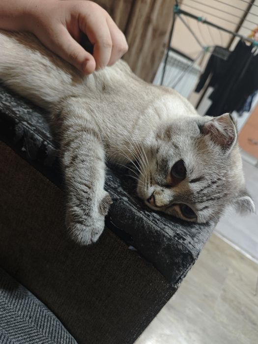 Шотландская вислоухая кошка
