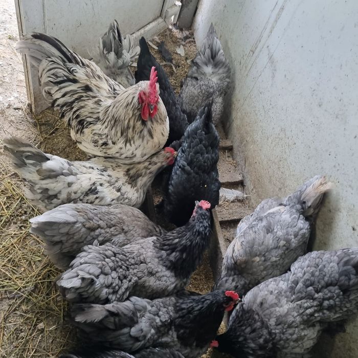 Ouă de găină rasa australorp