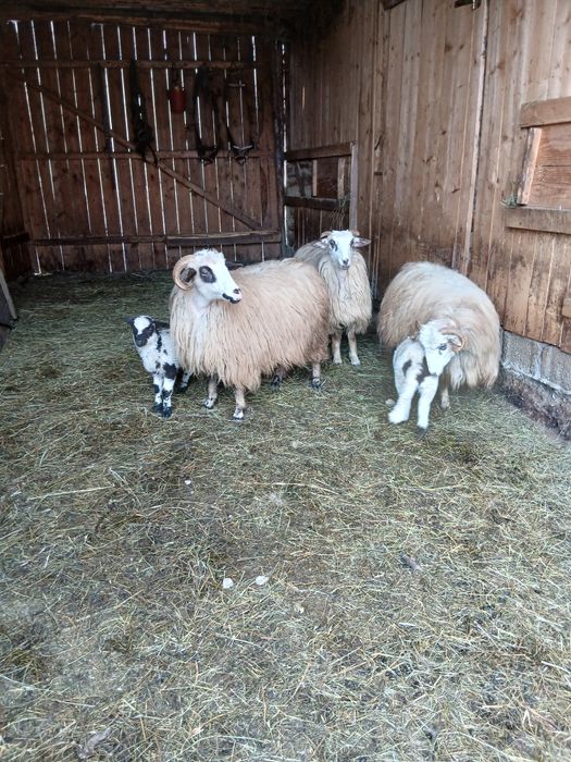 Vând trei oi la prima fătare