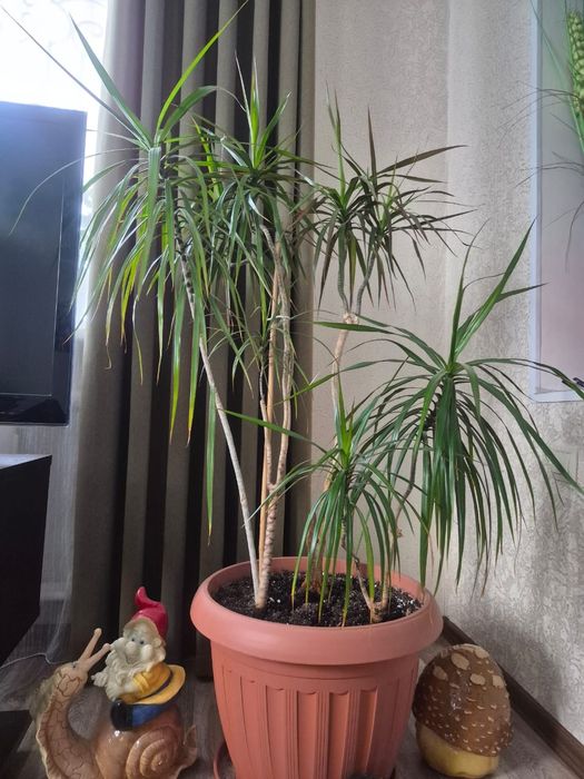 Комнатные цветы на подарок!