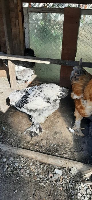 Әтеш,  қораз. Петухи