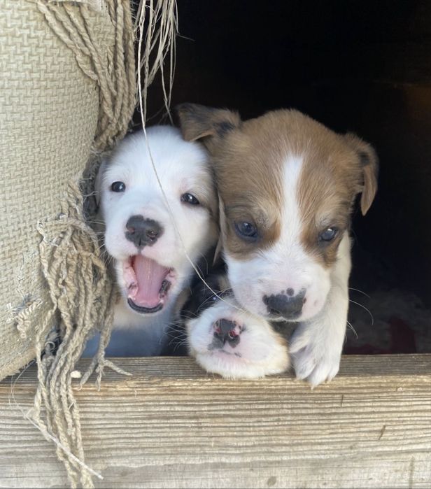 Отдам щенков в хорошие руки