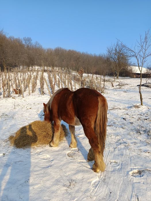 Armăsar de vânzare