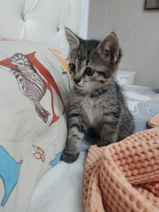 Котенок в добрые руки